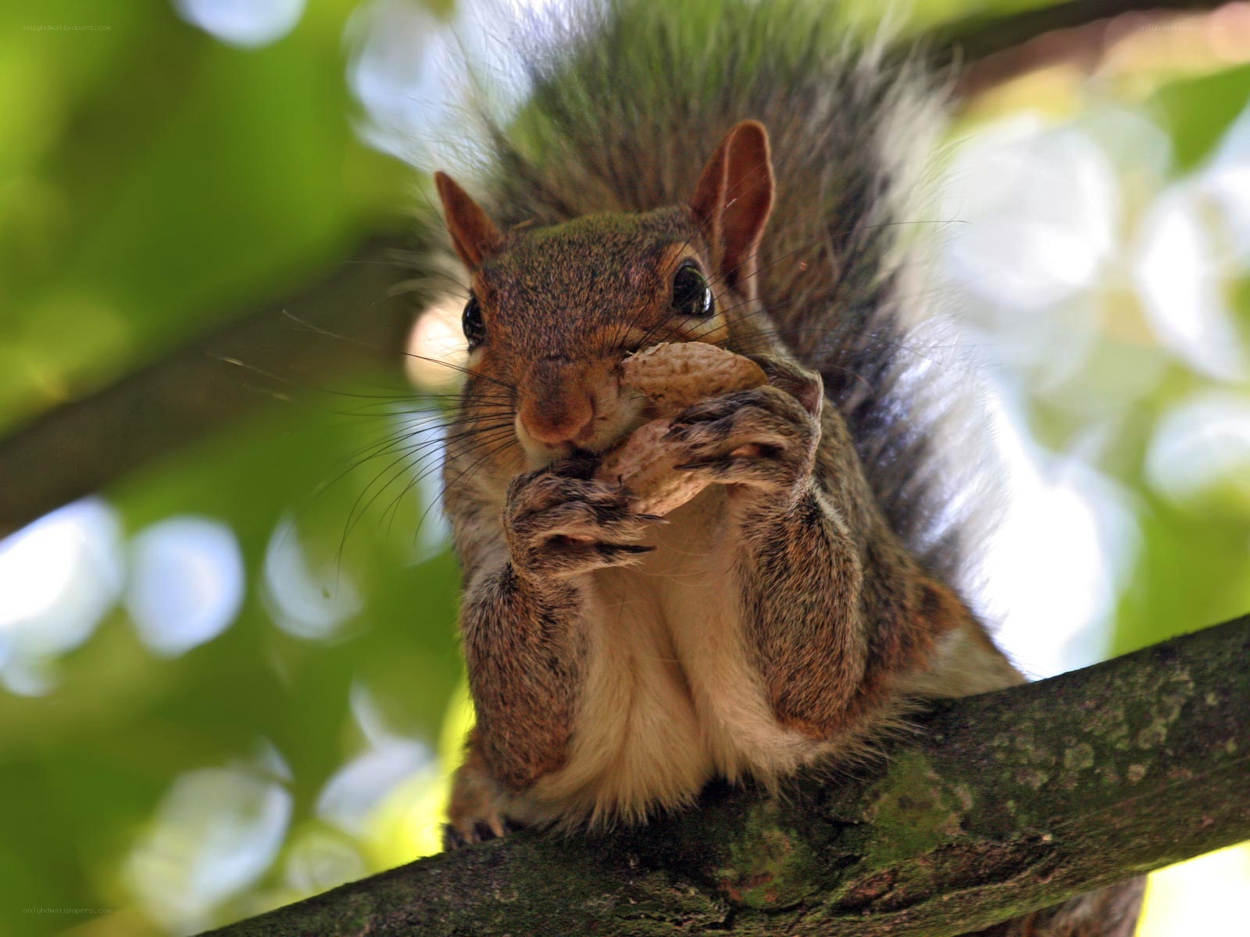 Squirrel eating a nut