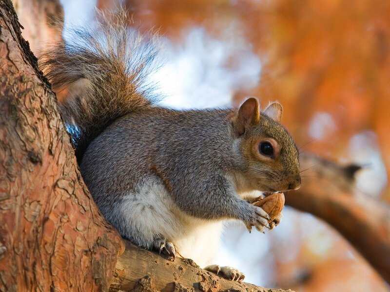 Squirrel eating a nut