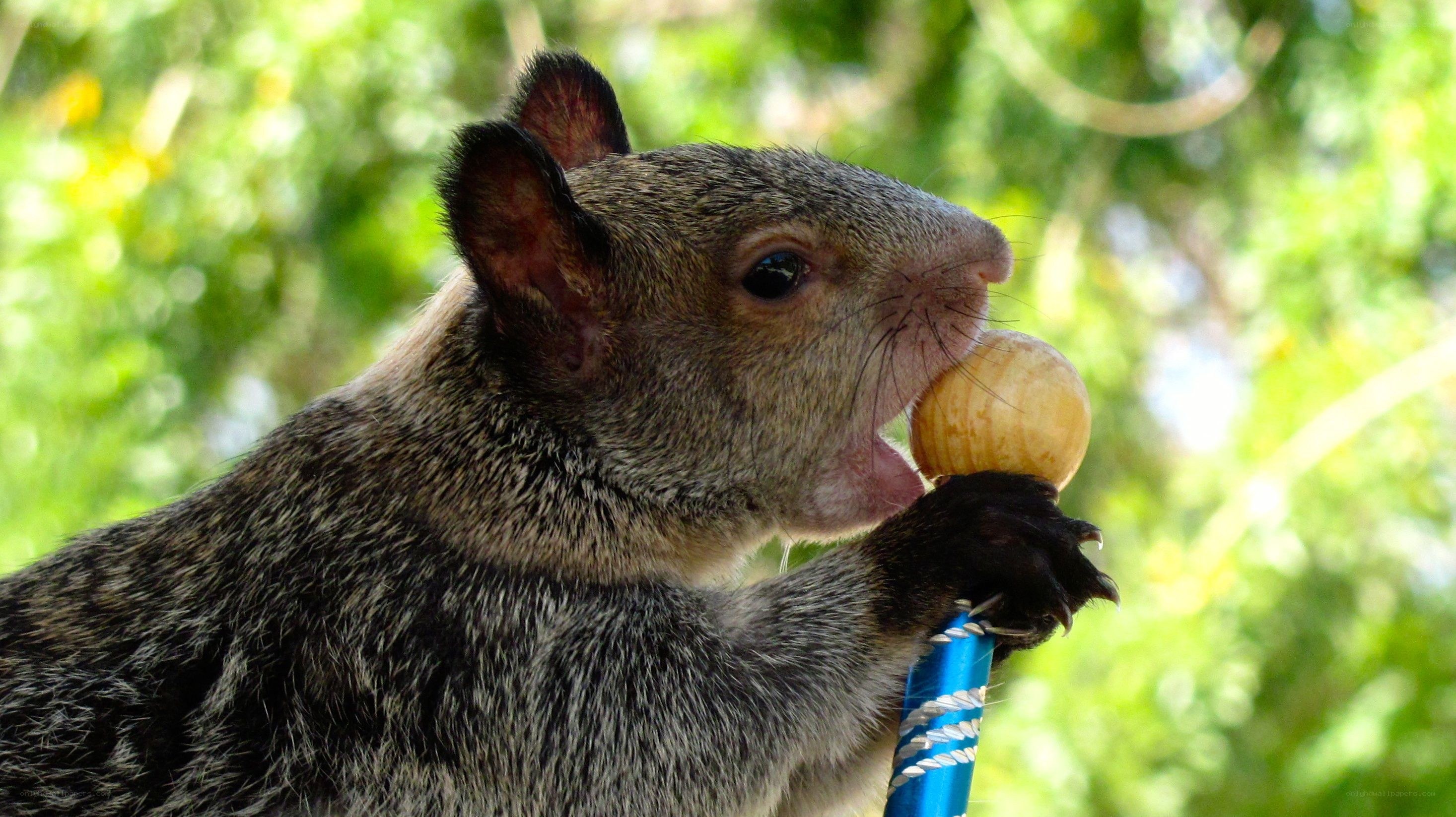 Squirrel eating a nut