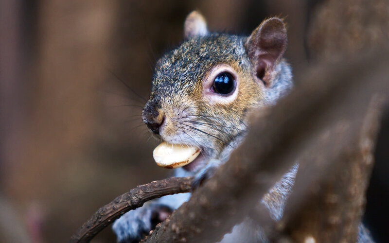 squirrel eating a nut