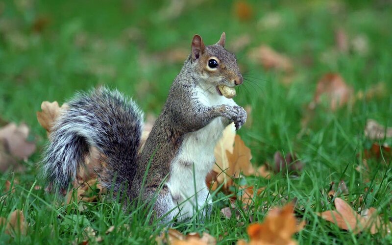squirrel eating a nut