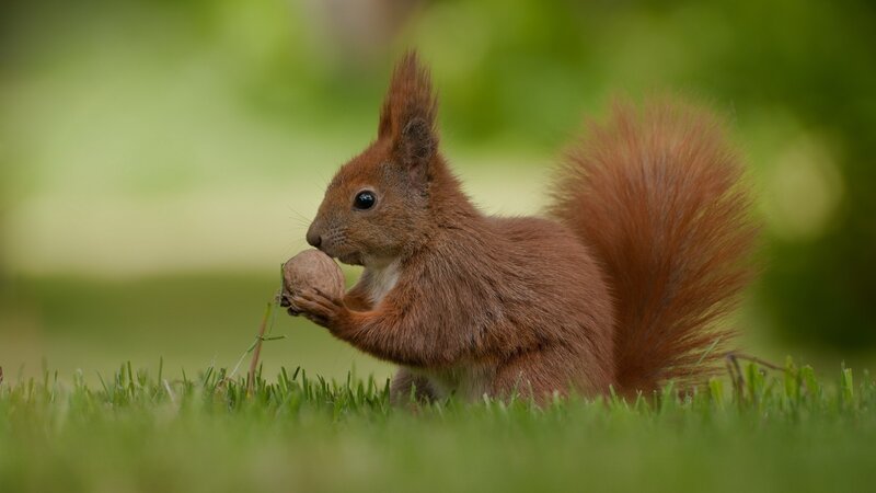 Squirrel eating a nut