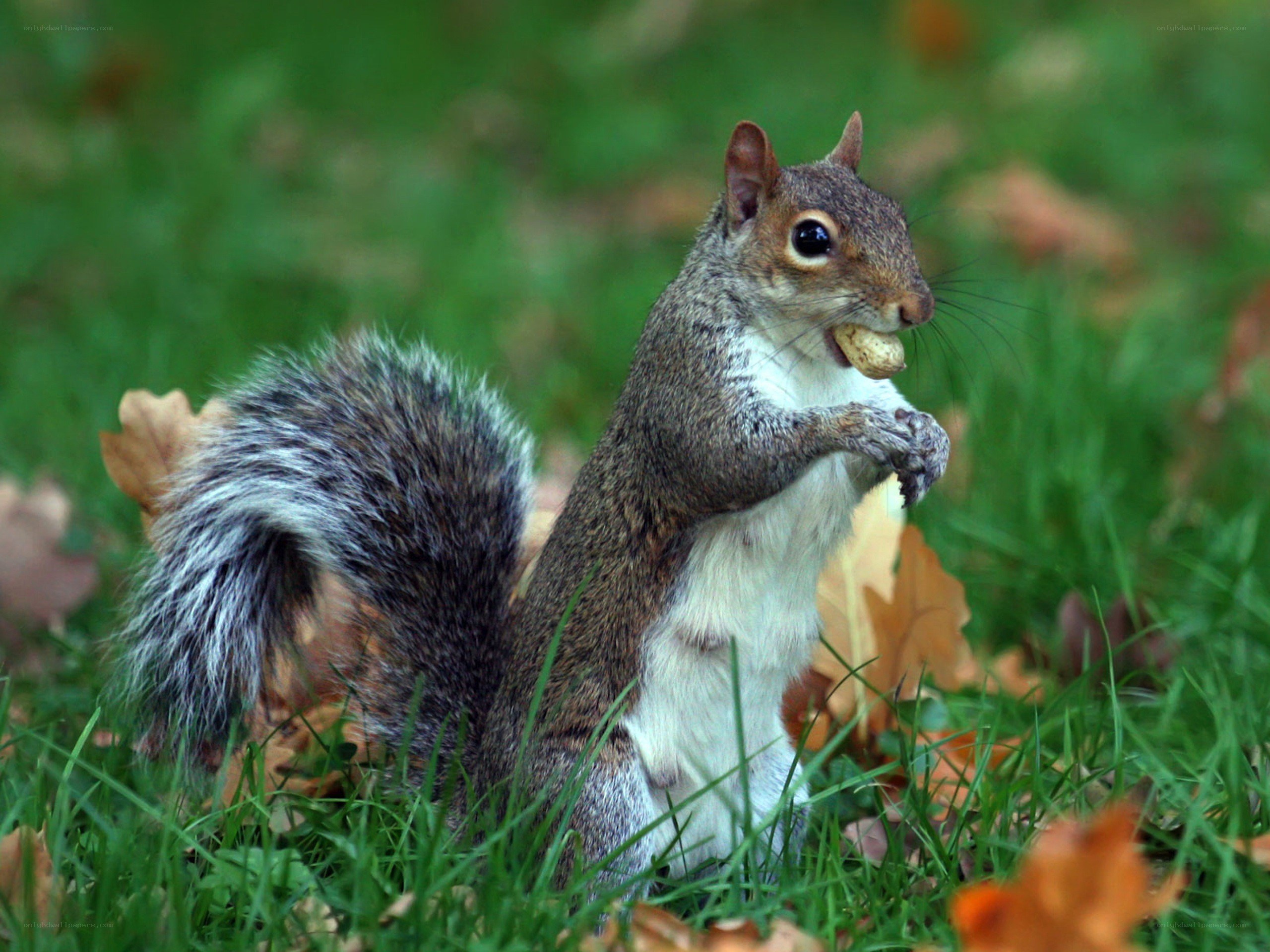 Squirrel eating a peanut