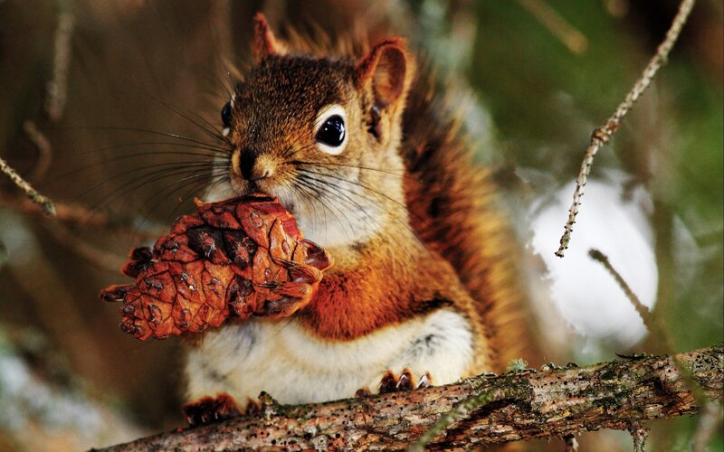 Squirrel eating a pinecone