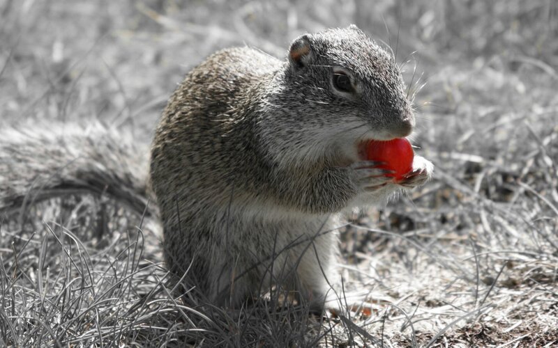 squirrel eating a red berry