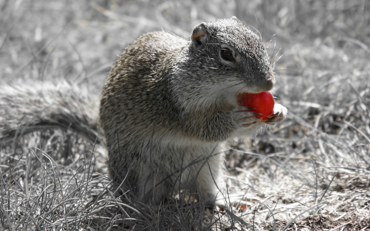 squirrel eating a red berry