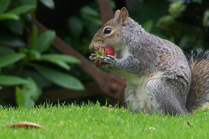Squirrel eating a strawberry