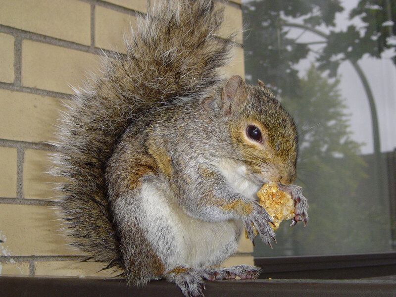 squirrel eating a treat