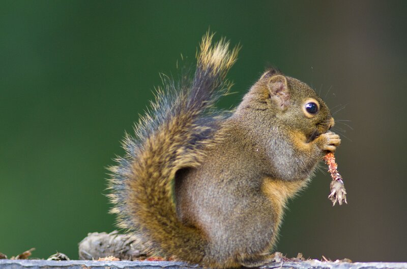 Squirrel eating a twig