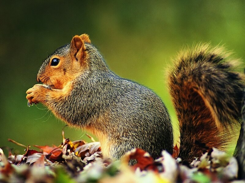 Squirrel Eating Acorn — Brown, Calm, Autumn