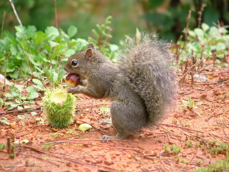 Squirrel Eating Acorn — Brown, Natural