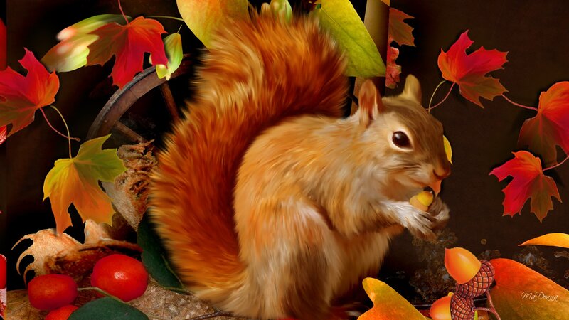 Squirrel Eating Acorn — Orange