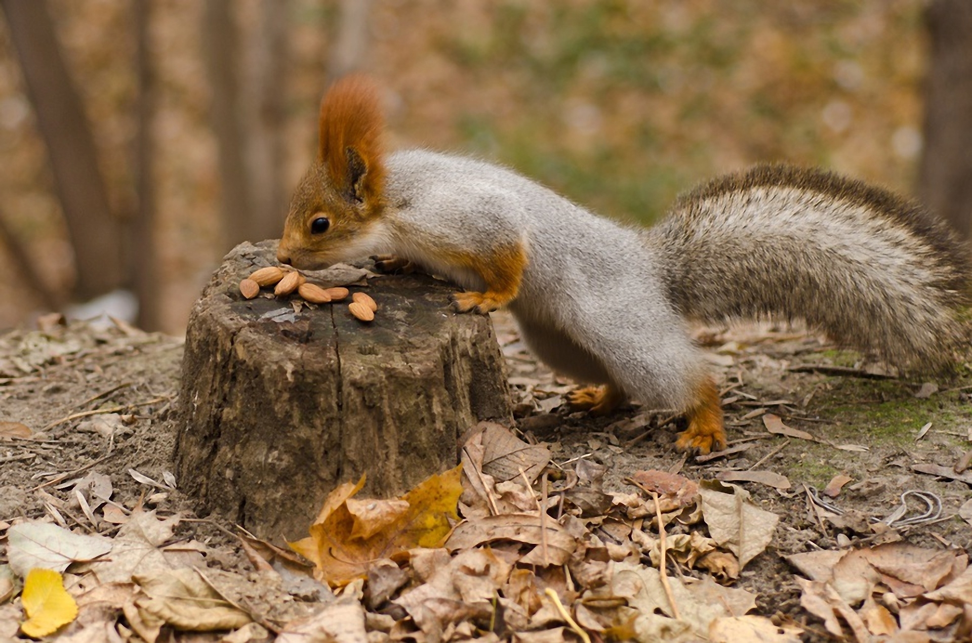 Squirrel eating almonds on a stump