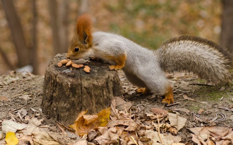 Squirrel eating almonds on stump