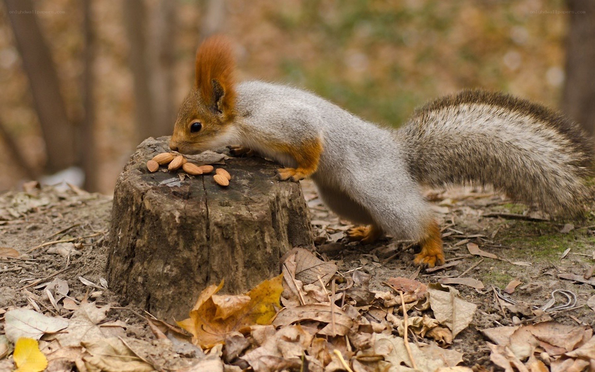 Squirrel eating almonds on stump