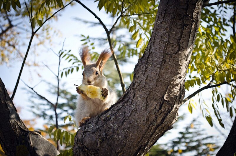Squirrel Eating Apple — Brown, Peaceful