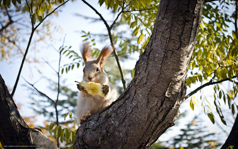 Squirrel Eating Apple — Brown