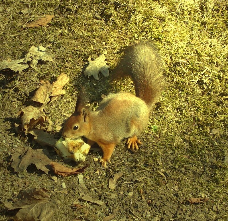 Squirrel eating apple core