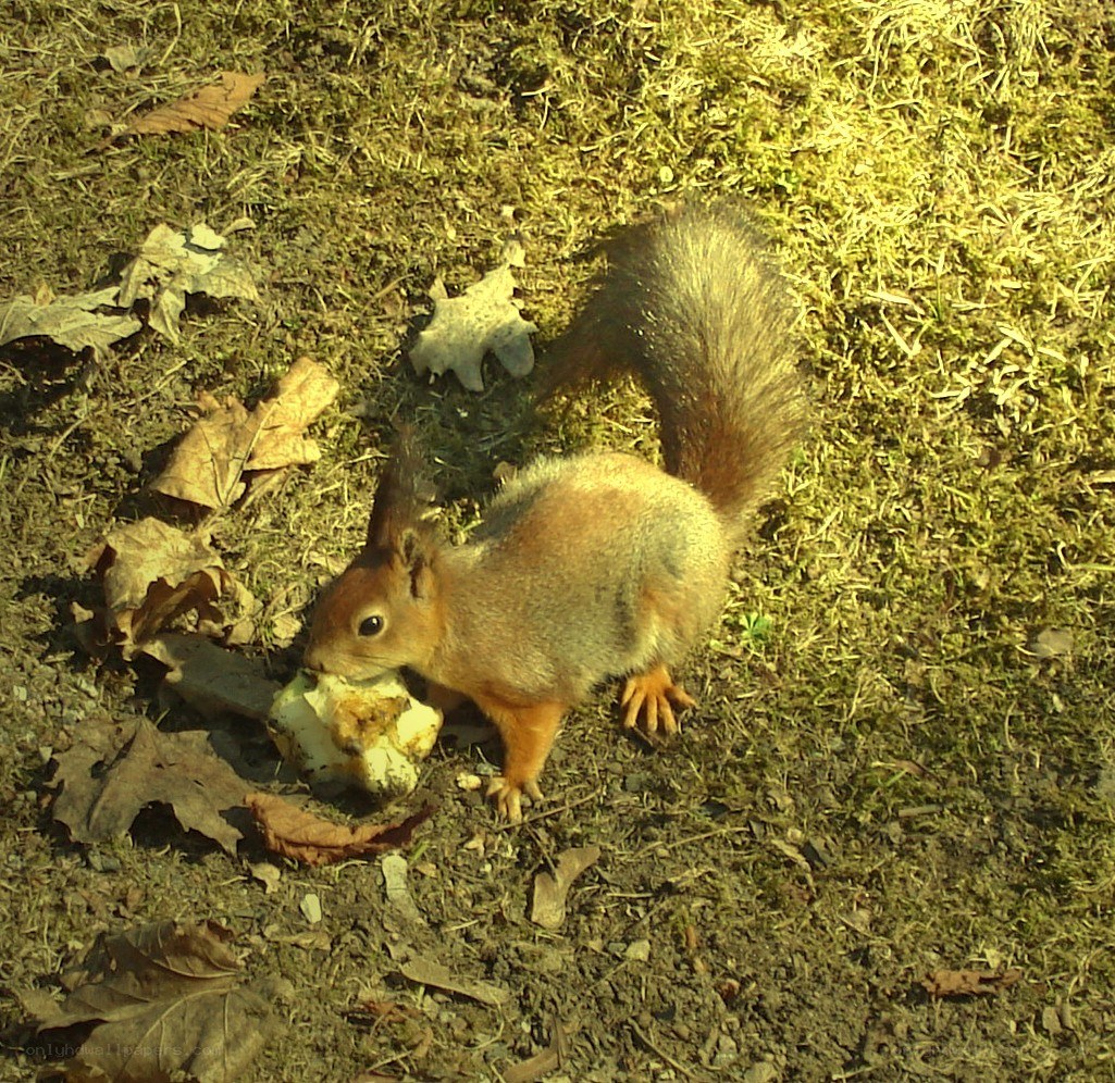 Squirrel eating apple core