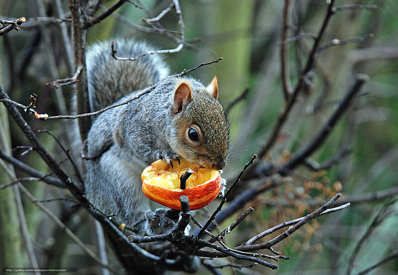 Squirrel Eating Apple — Gray, Natural