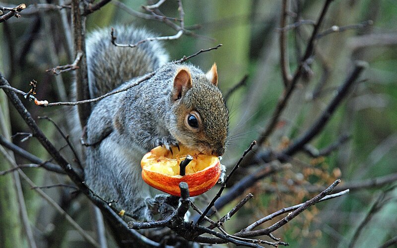 Squirrel Eating Apple — Gray