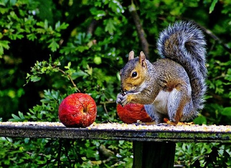 Squirrel Eating Apple — Green, Natural