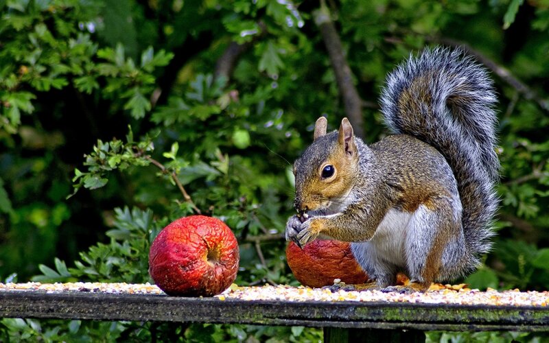 Squirrel Eating Apple — Green