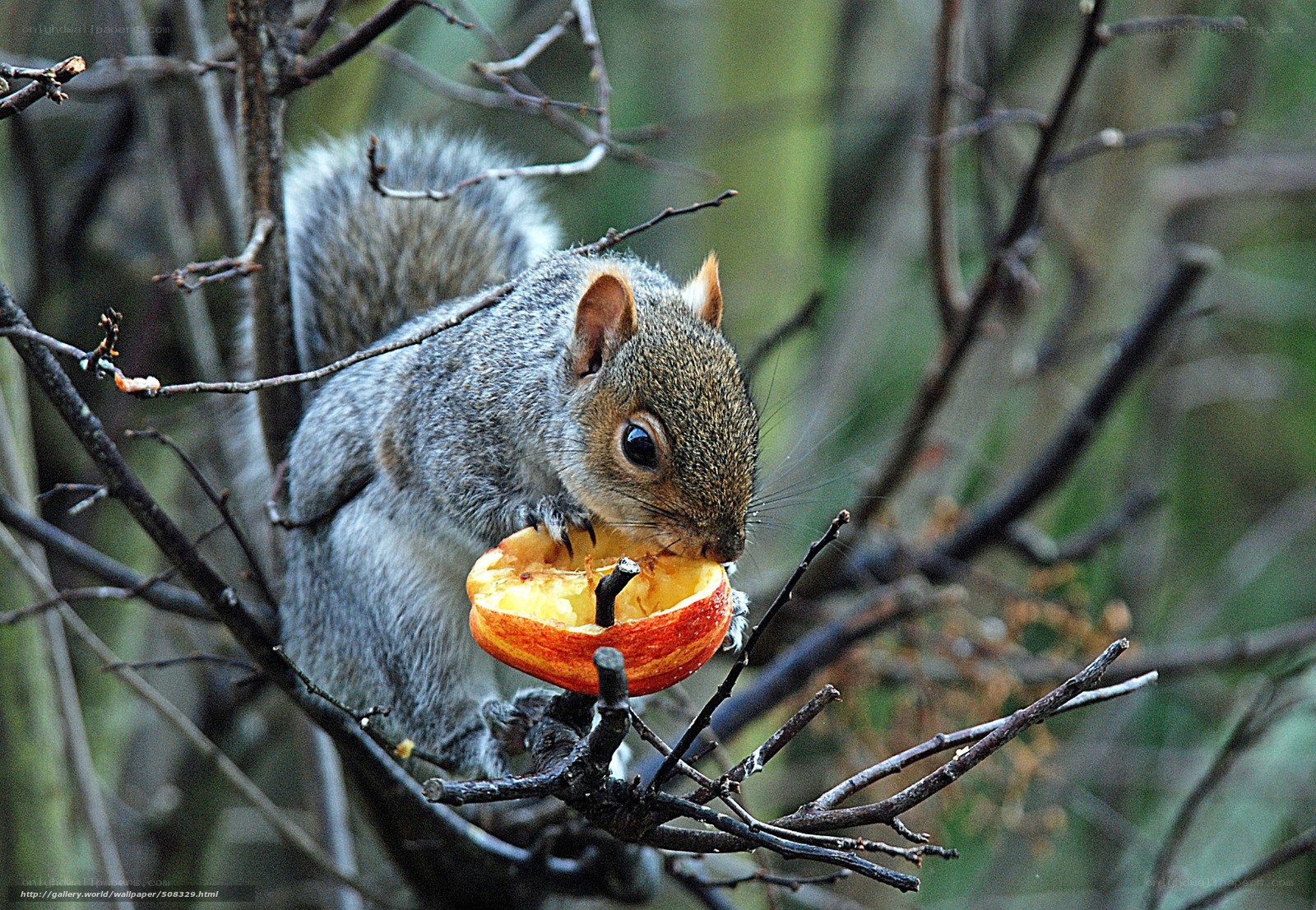 Squirrel eating apple in tree