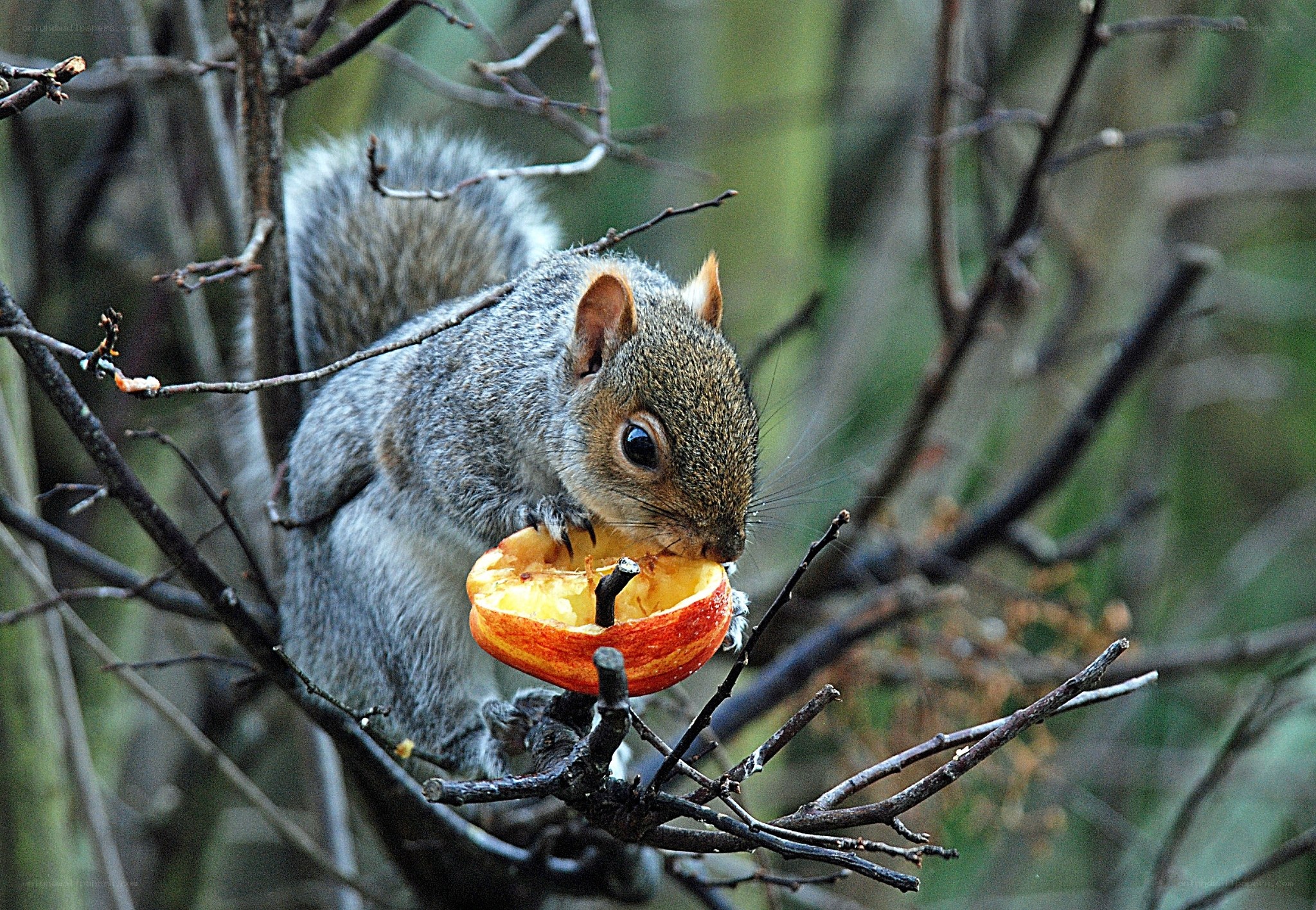Squirrel eating apple in tree