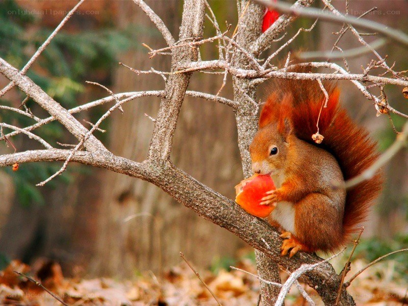 Squirrel eating apple on branch