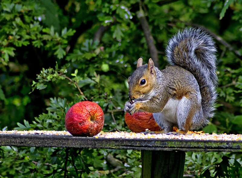 Squirrel Eating Apple