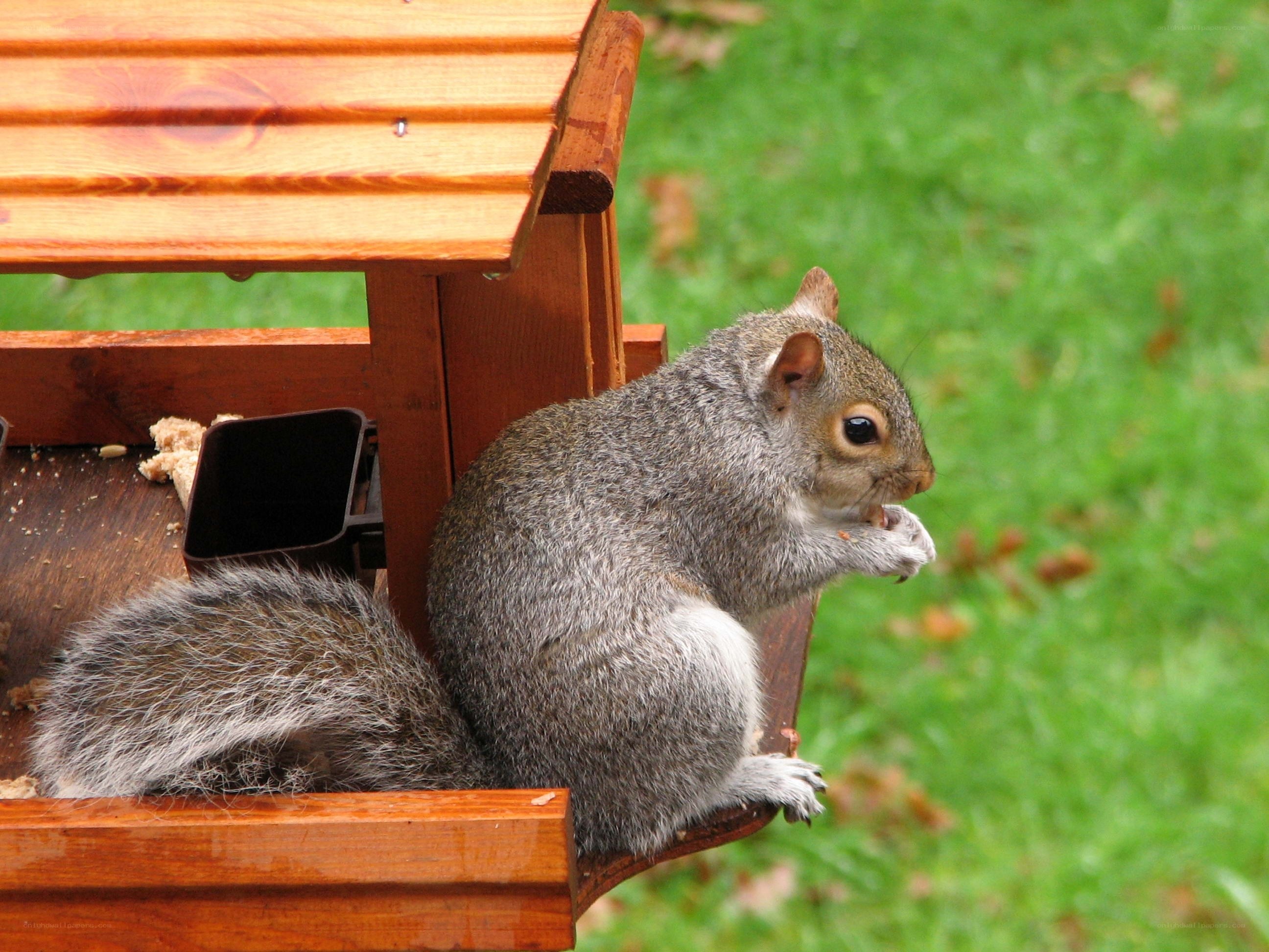 squirrel eating at bird feeder