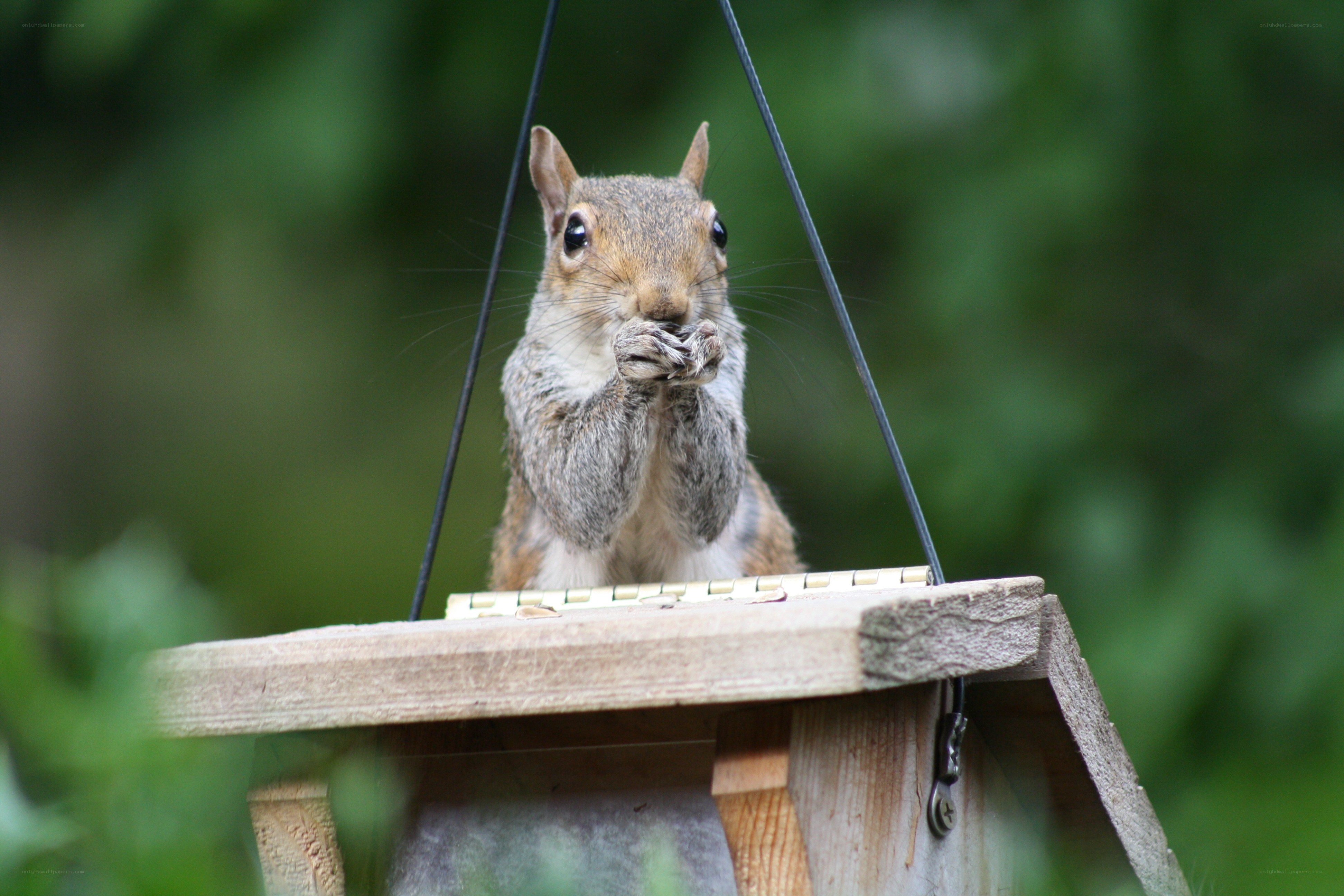 squirrel eating at feeder