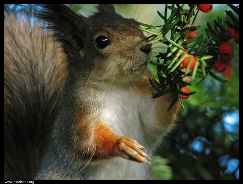 Squirrel eating berries
