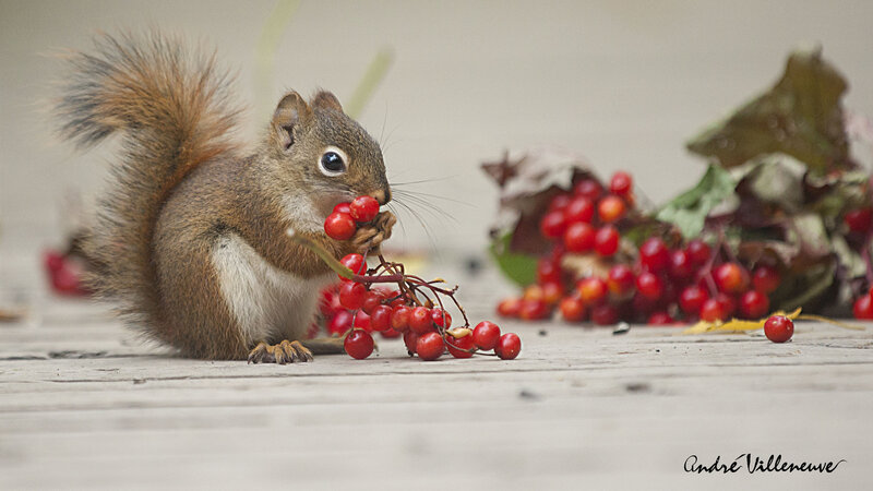 Squirrel Eating Berries — Brown, Calm, Autumn