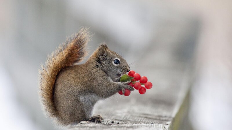Squirrel Eating Berries — Brown, Calm