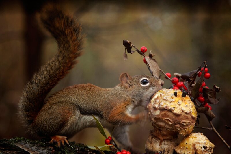 Squirrel Eating Berries — Brown, Natural, Autumn