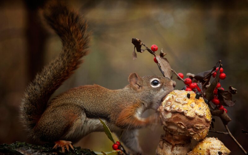 Squirrel Eating Berries — Brown, Natural