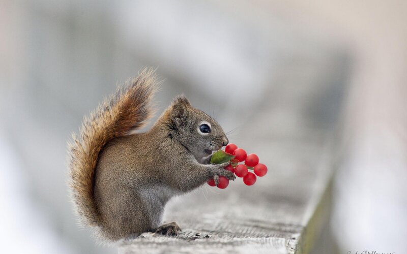 Squirrel Eating Berries — Brown