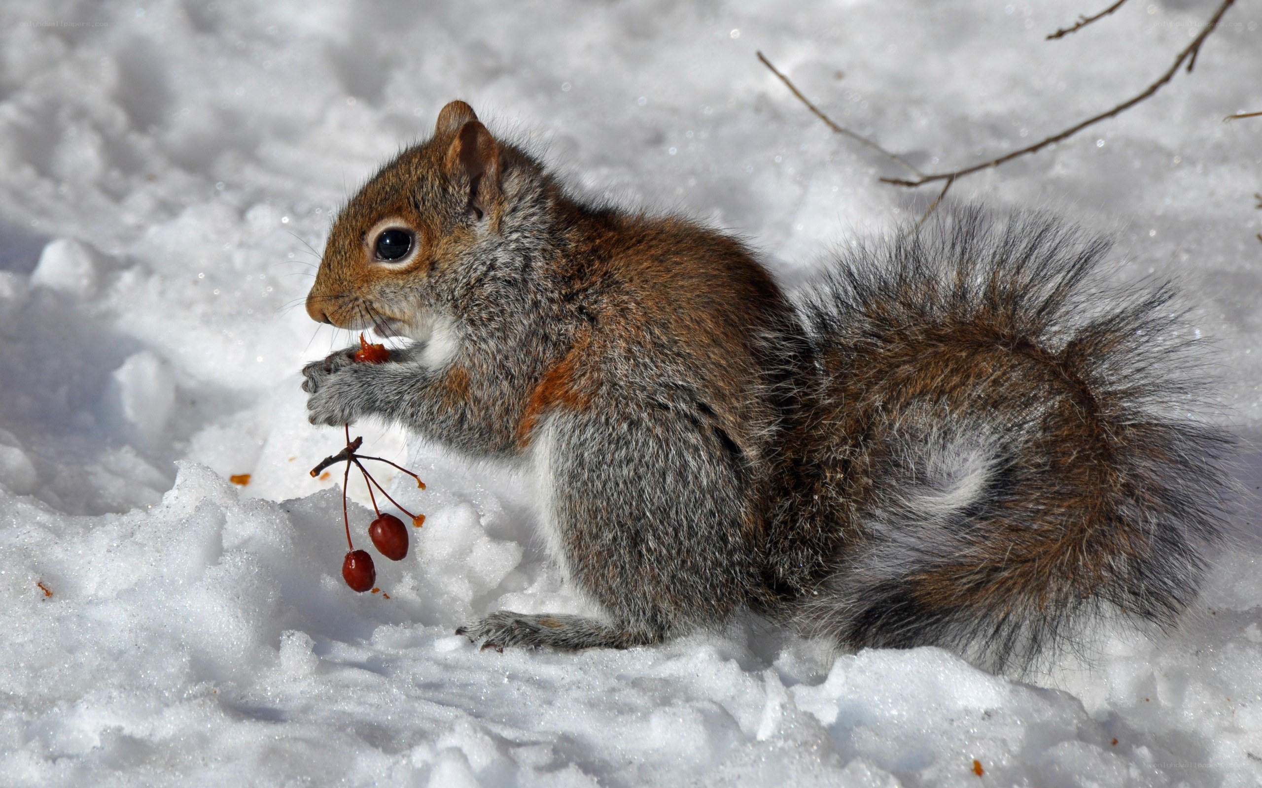 squirrel eating berries in snow