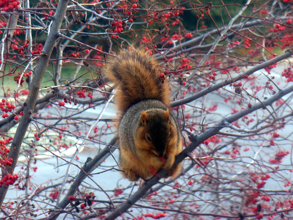 Squirrel eating berries on a branch