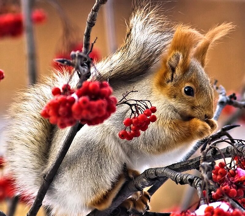 Squirrel Eating Berries — Red