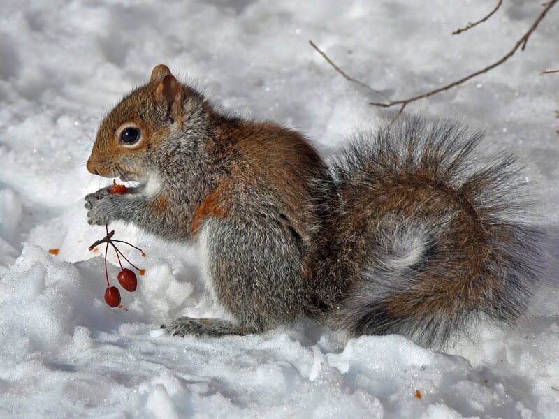 Squirrel Eating Berries — White, Calm