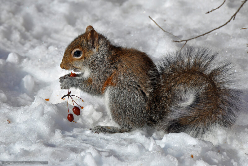 Squirrel Eating Berries — White, Calm, Winter, Photograph