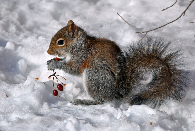 Squirrel Eating Berries — White, Calm, Winter