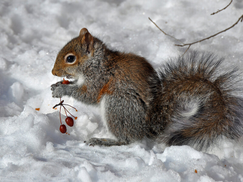 Squirrel Eating Berries — White