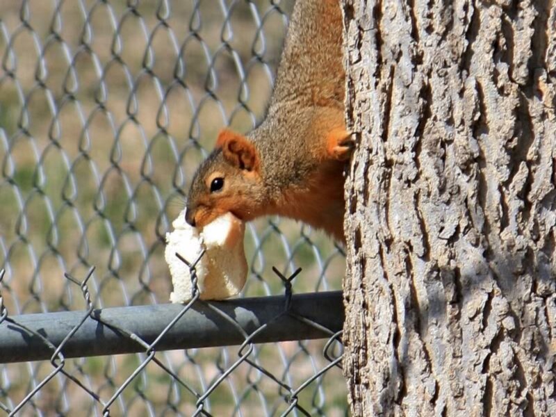 Squirrel Eating Bread — Brown, Calm