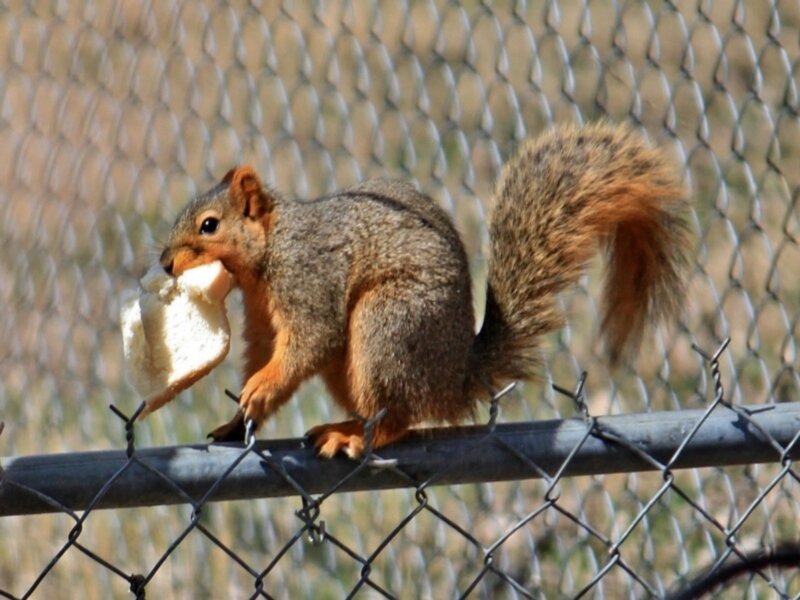 Squirrel Eating Bread — Brown