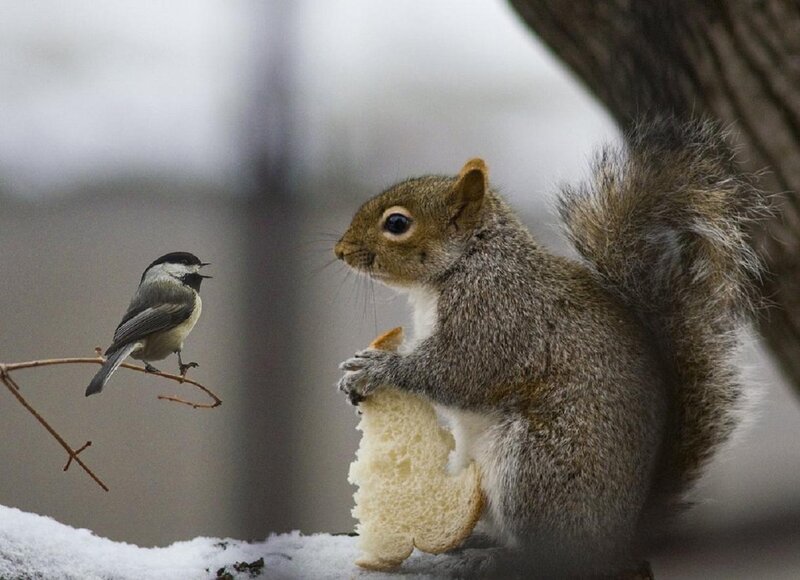 Squirrel Eating Bread — Gray