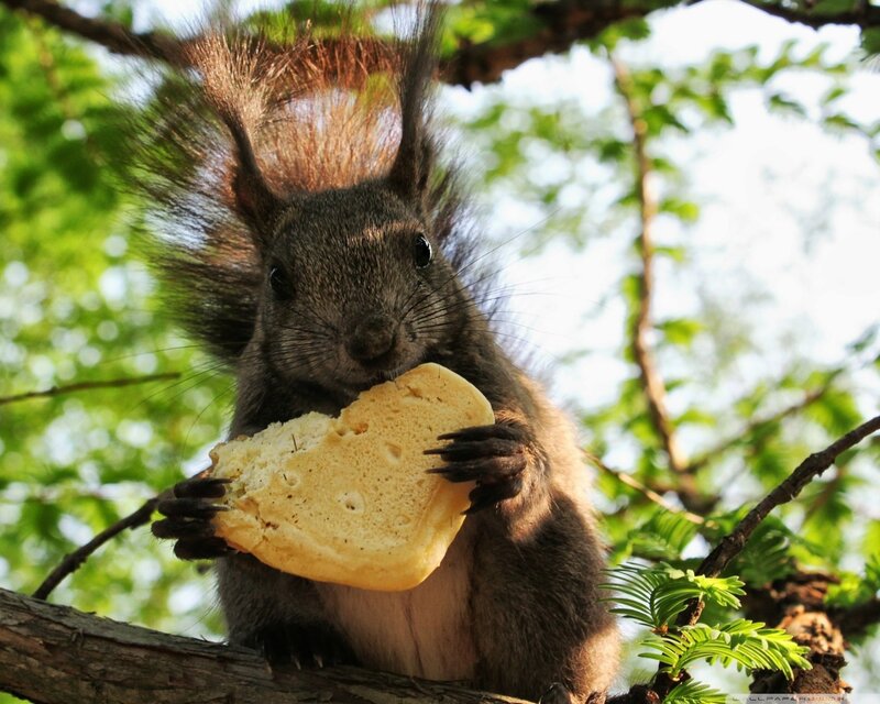 Squirrel Eating Bread — Green, Calm, Afternoon, Photograph